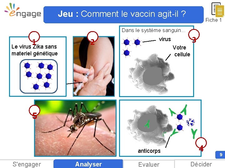 Jeu : Comment le vaccin agit-il ? Fiche 1 Dans le système sanguin. .