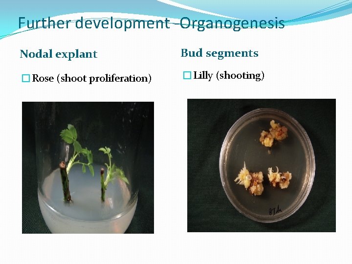 Further development -Organogenesis Nodal explant Bud segments �Rose (shoot proliferation) �Lilly (shooting) 