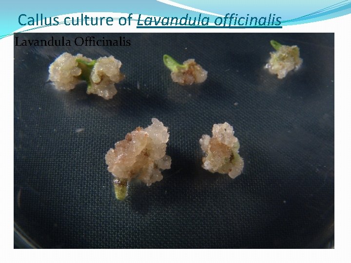 Callus culture of Lavandula officinalis Lavandula Officinalis 