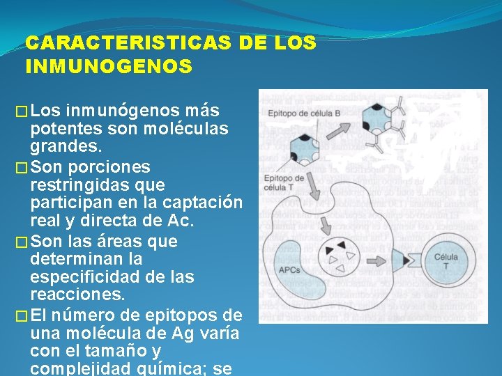 CARACTERISTICAS DE LOS INMUNOGENOS � Los inmunógenos más potentes son moléculas grandes. � Son