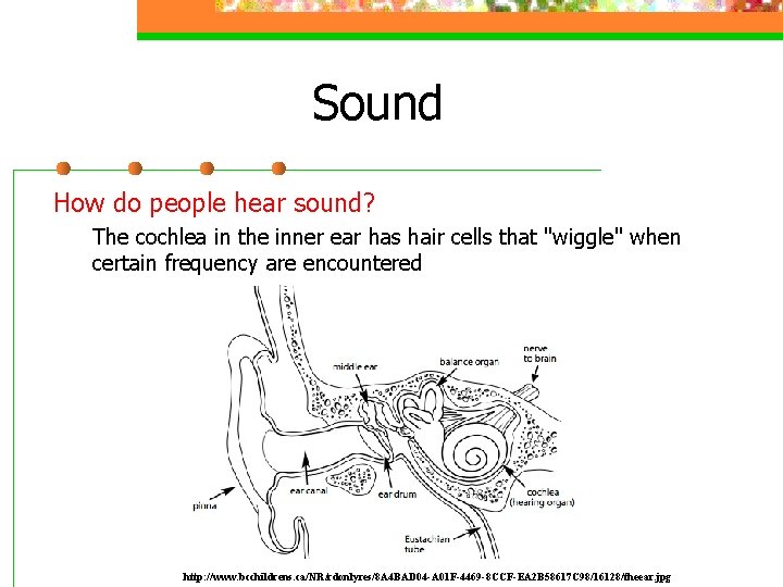 Sound How do people hear sound? The cochlea in the inner ear has hair