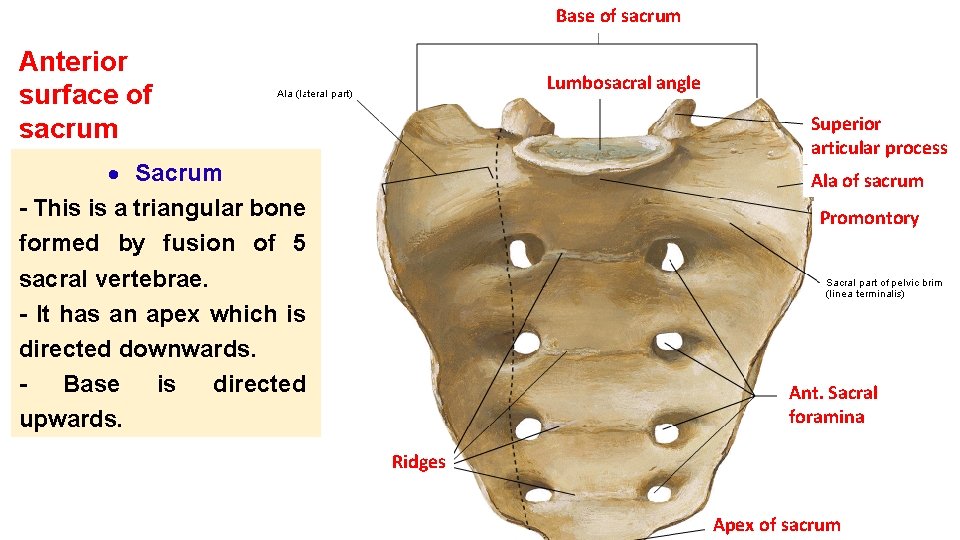 Base of sacrum Anterior surface of sacrum Lumbosacral angle Superior articular process Sacrum -