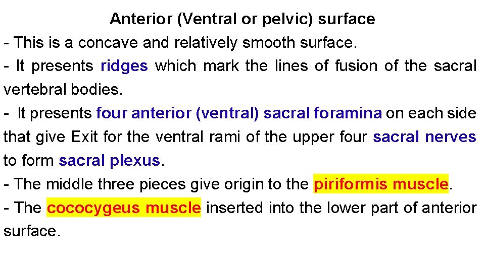 Anterior (Ventral or pelvic) surface - This is a concave and relatively smooth surface.
