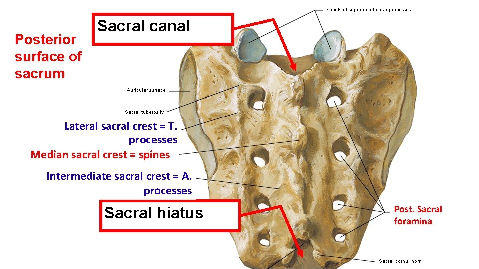 Posterior surface of sacrum Sacral canal Lateral sacral crest = T. processes Median sacral