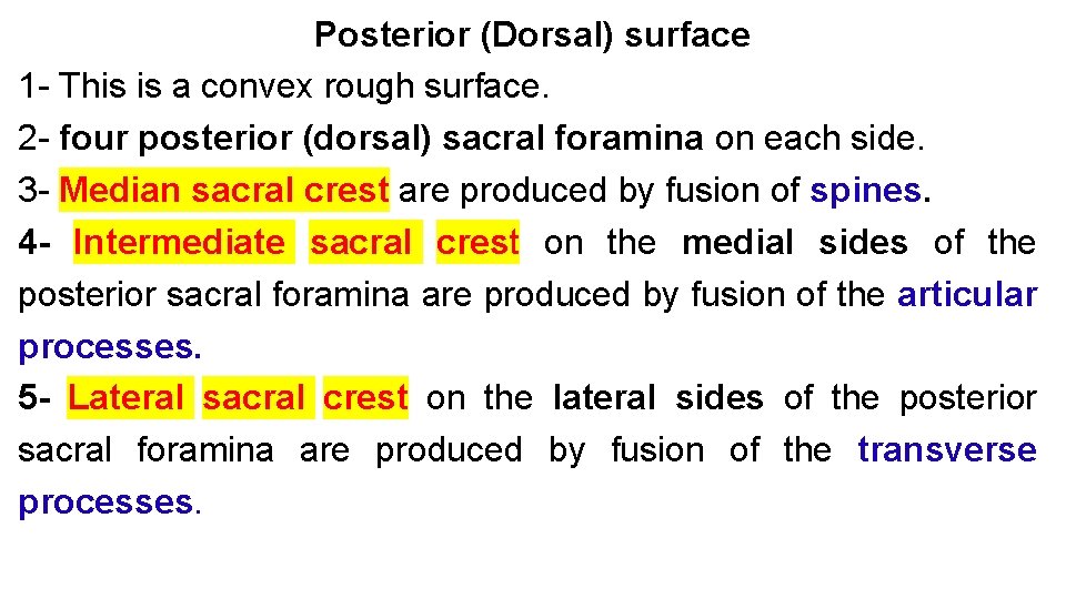 Posterior (Dorsal) surface 1 - This is a convex rough surface. 2 - four