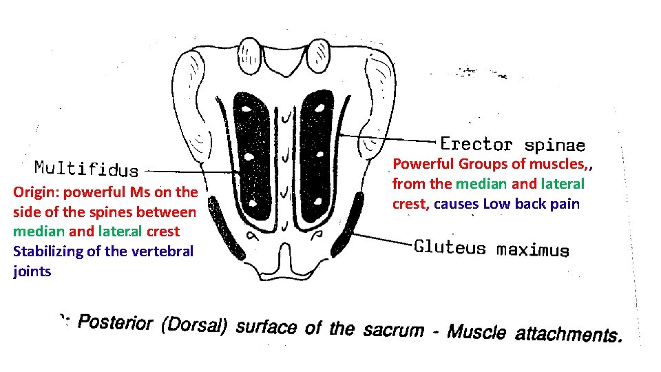 Origin: powerful Ms on the side of the spines between median and lateral crest