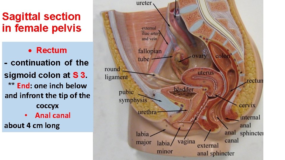 Sagittal section in female pelvis Rectum - continuation of the sigmoid colon at S