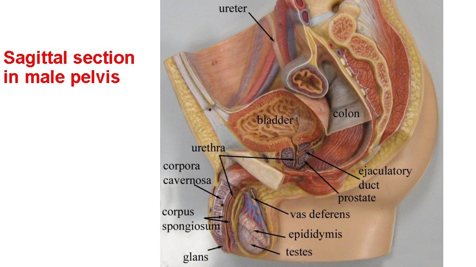 Sagittal section in male pelvis 