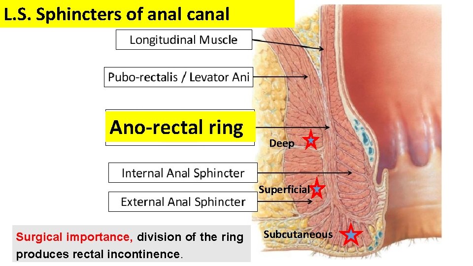 L. S. Sphincters of anal canal Ano-rectal ring Deep Superficial Surgical importance, division of