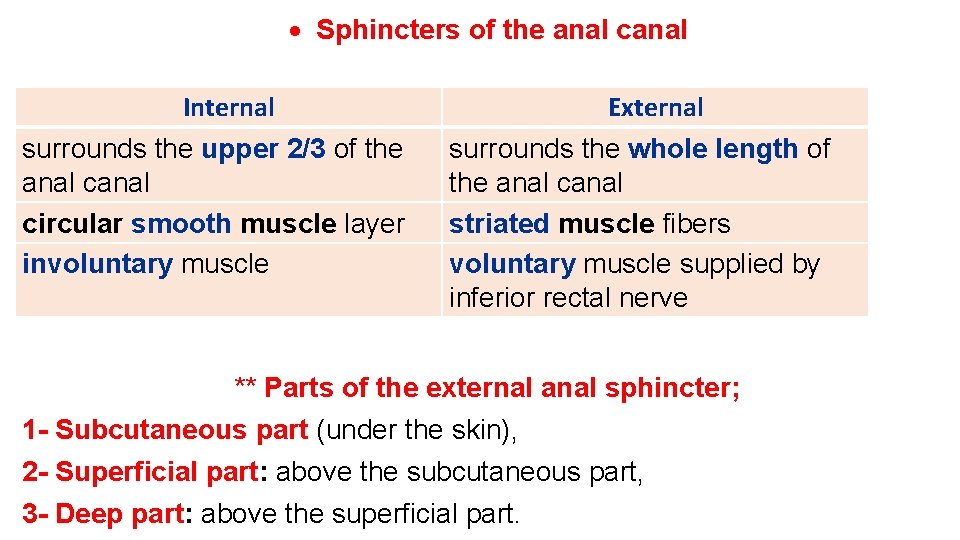  Sphincters of the anal canal Internal surrounds the upper 2/3 of the anal