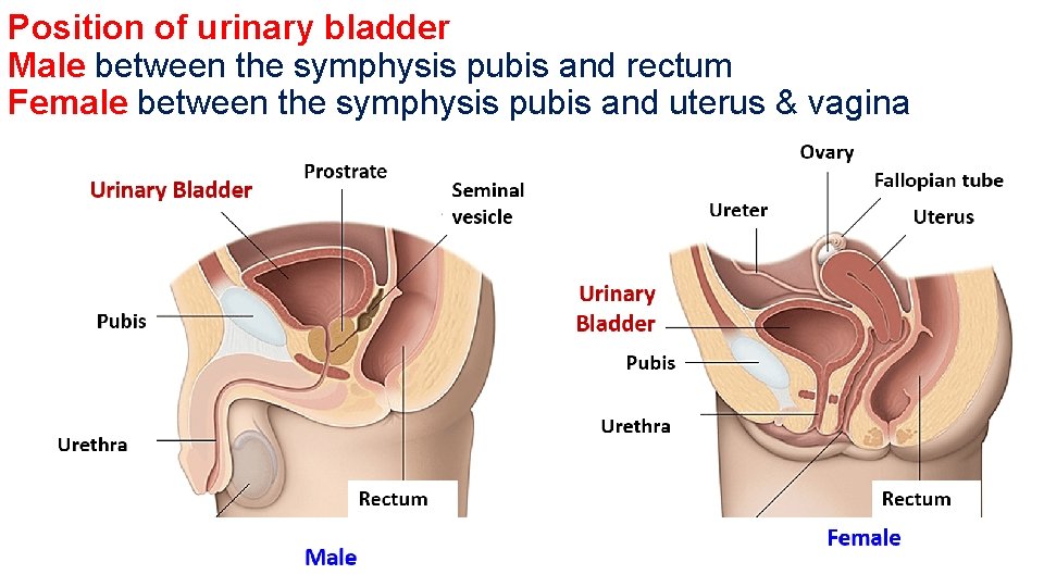 Position of urinary bladder Male between the symphysis pubis and rectum Female between the