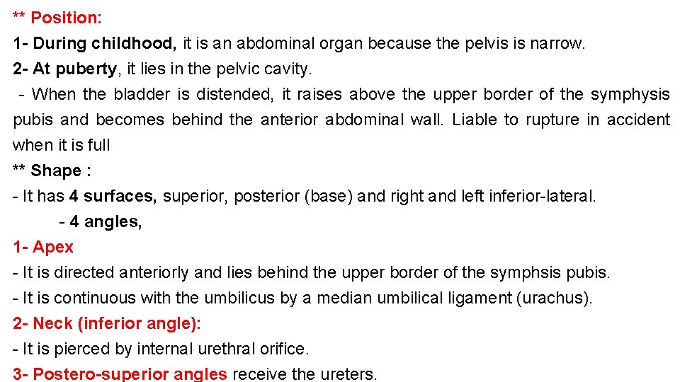 ** Position: 1 - During childhood, it is an abdominal organ because the pelvis