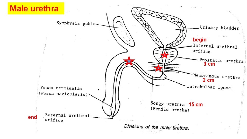 Male urethra begin 3 cm 2 cm 15 cm end 
