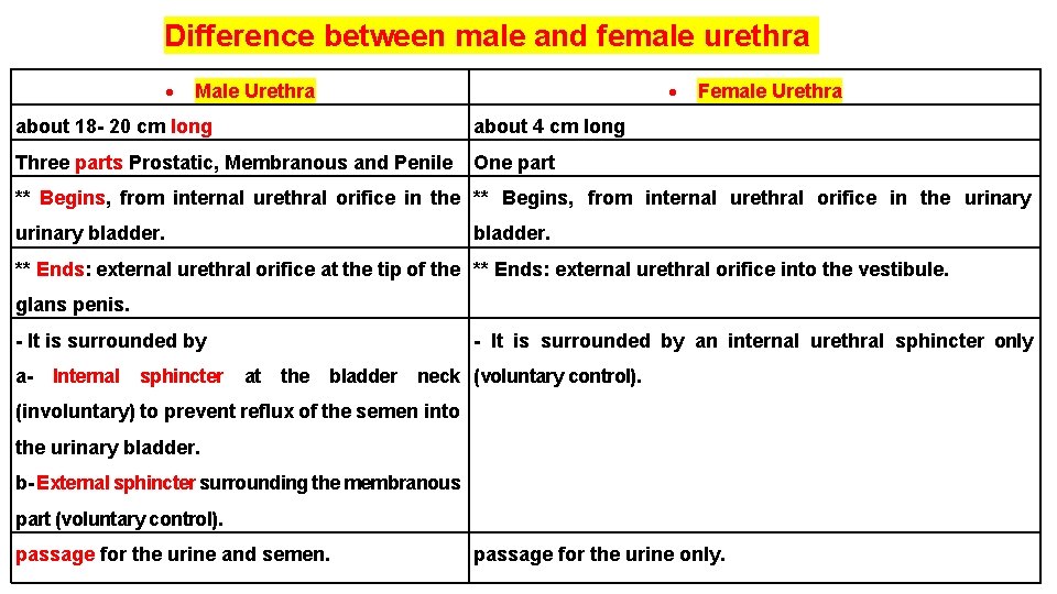 Difference between male and female urethra Male Urethra about 18 - 20 cm long