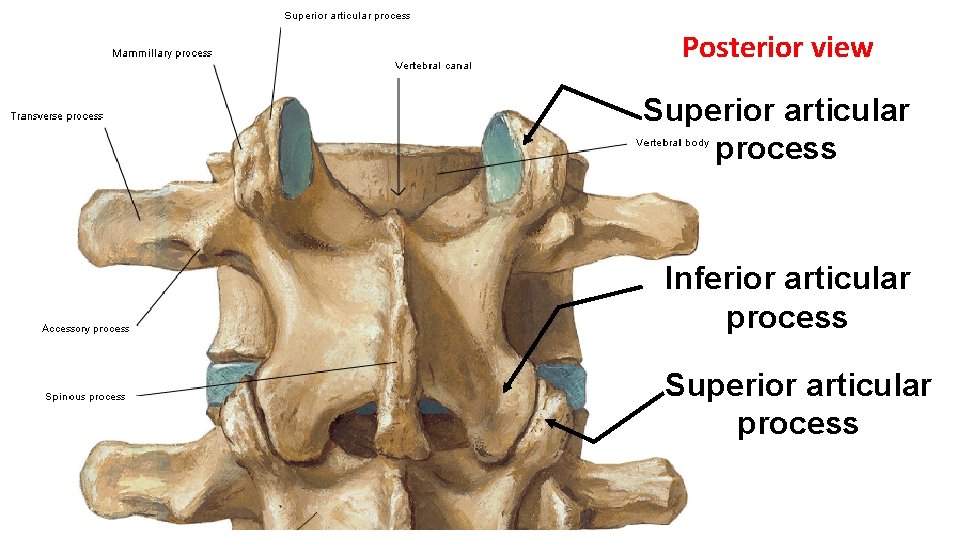 Posterior view Superior articular process Inferior articular process Superior articular process 