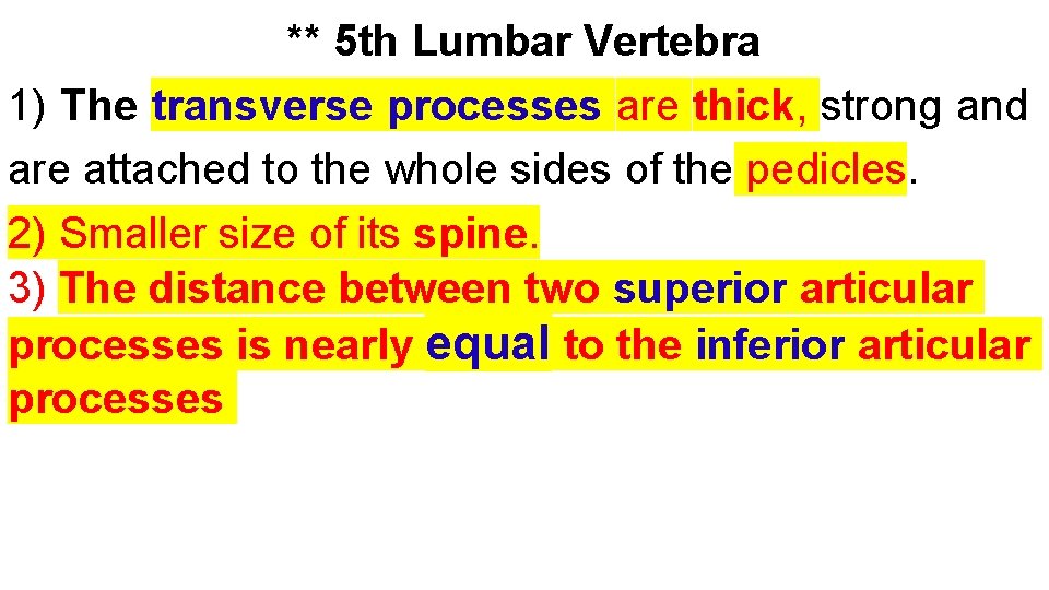 ** 5 th Lumbar Vertebra 1) The transverse processes are thick, strong and are