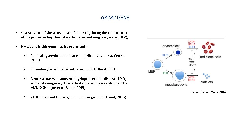 GATA 1 GENE § GATA 1 is one of the transcription factors regulating the