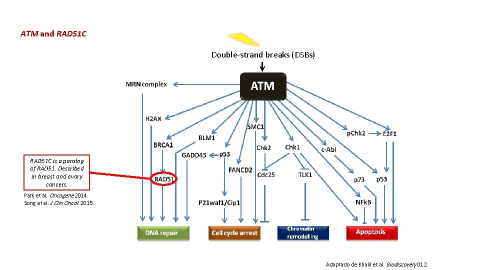 ATM and RAD 51 C Double-strand breaks (DSBs) RAD 51 C is a paralog