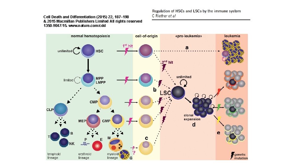 Cell Death and Differentiation (2015) 22, 187– 198 & 2015 Macmillan Publishers Limited All