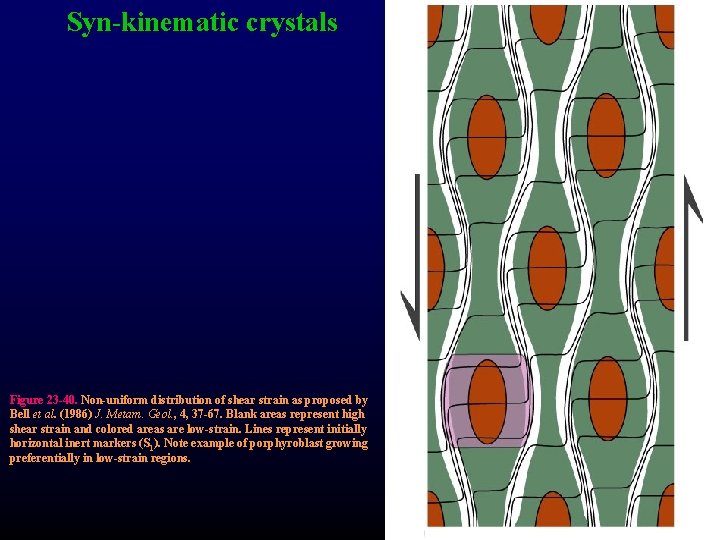 Syn-kinematic crystals Figure 23 -40. Non-uniform distribution of shear strain as proposed by Bell