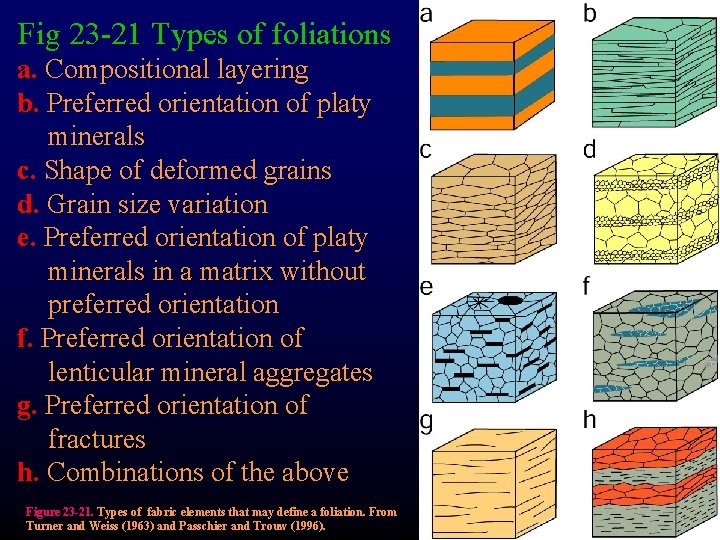 Fig 23 -21 Types of foliations a. Compositional layering b. Preferred orientation of platy