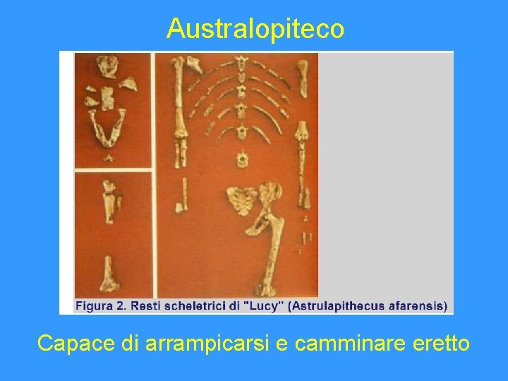 Australopiteco Capace di arrampicarsi e camminare eretto 