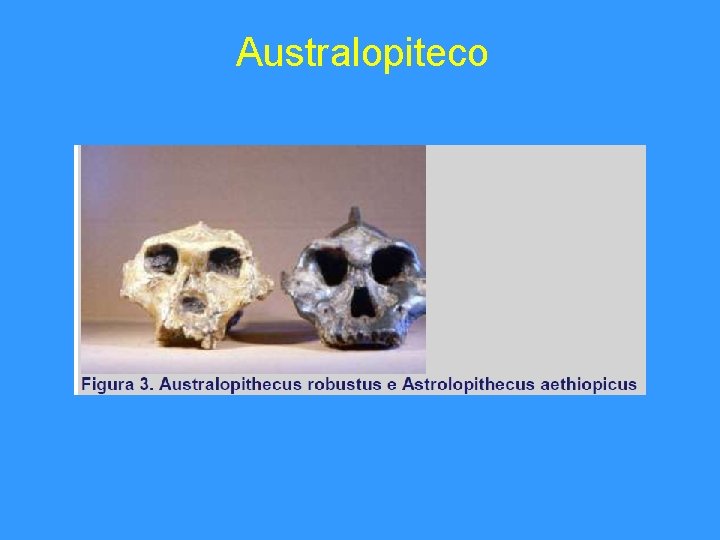 Australopiteco 