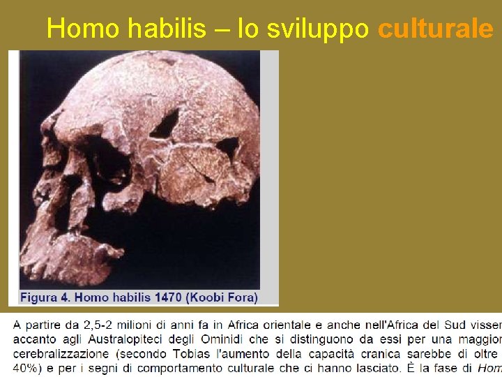 Homo habilis – lo sviluppo culturale 