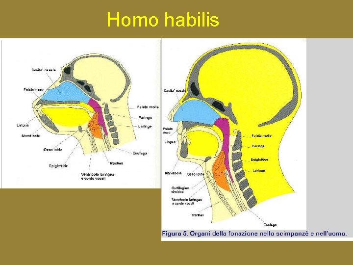 Homo habilis 