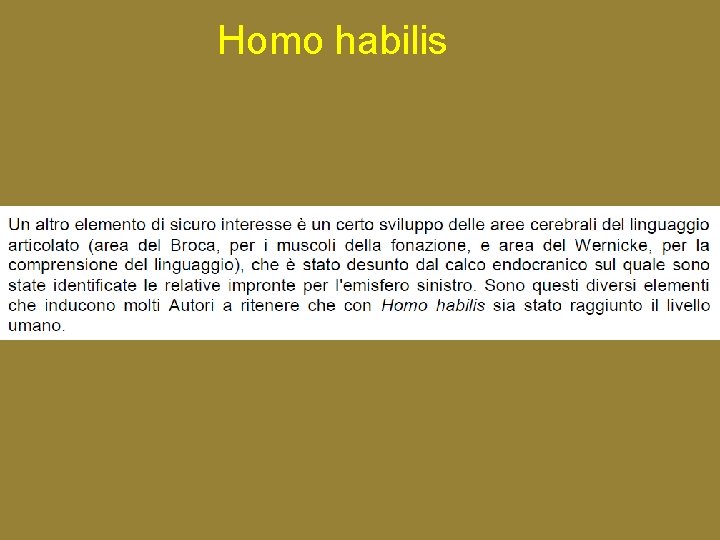 Homo habilis 