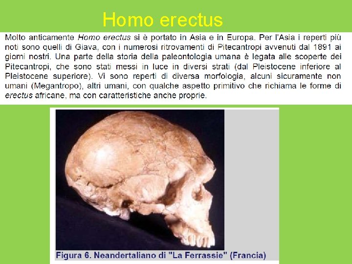 Homo erectus 