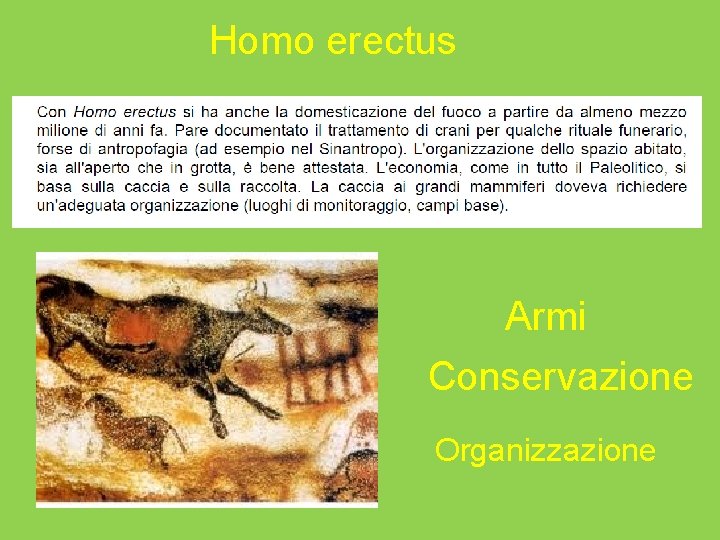 Homo erectus Armi Conservazione Organizzazione 