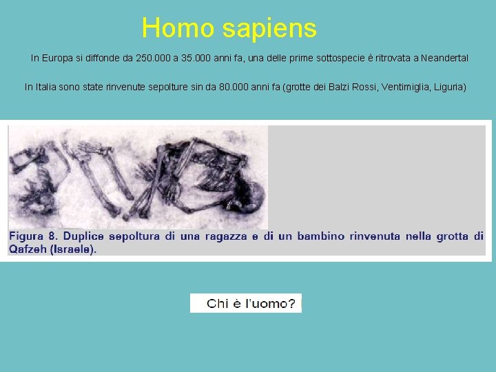 Homo sapiens In Europa si diffonde da 250. 000 a 35. 000 anni fa,