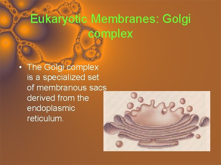 Eukaryotic Membranes: Golgi complex • The Golgi complex is a specialized set of membranous