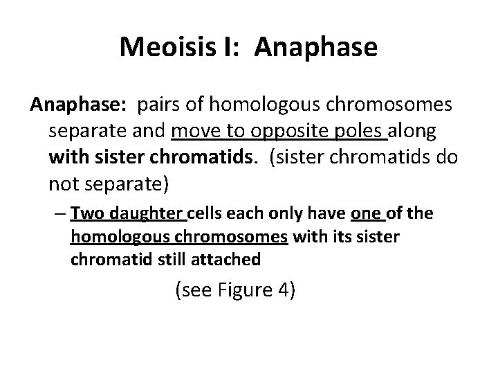Meoisis I: Anaphase: pairs of homologous chromosomes separate and move to opposite poles along