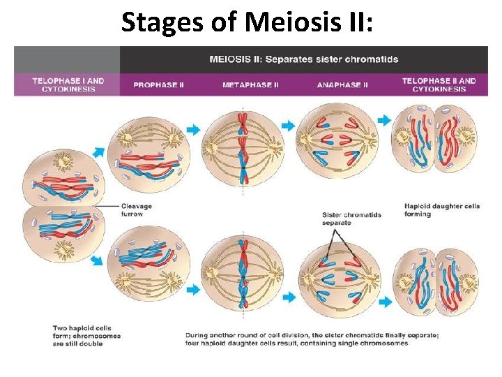 Stages of Meiosis II: 