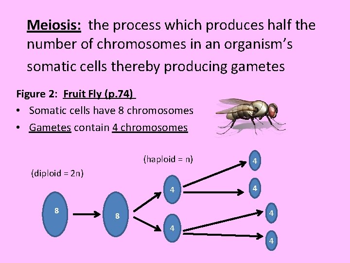 Meiosis: the process which produces half the number of chromosomes in an organism’s somatic