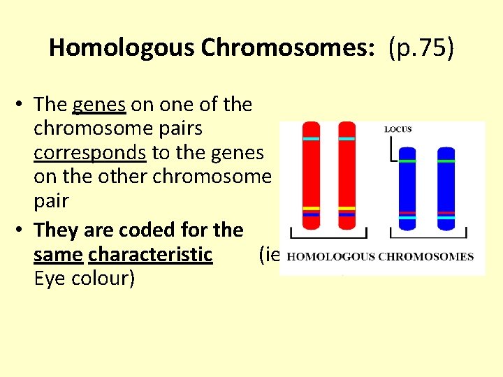 Homologous Chromosomes: (p. 75) • The genes on one of the chromosome pairs corresponds