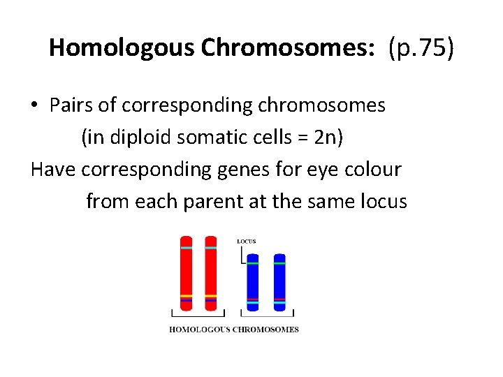 Homologous Chromosomes: (p. 75) • Pairs of corresponding chromosomes (in diploid somatic cells =
