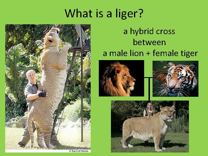 What is a liger? a hybrid cross between a male lion + female tiger What is a liger? a hybrid cross between a male lion + female tiger