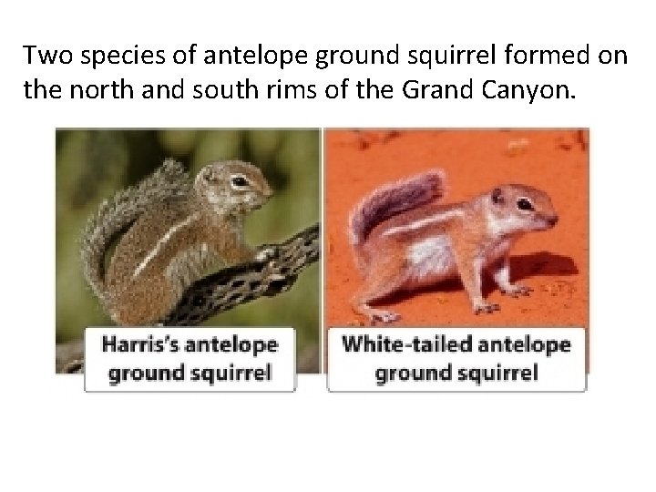 Two species of antelope ground squirrel formed on the north and south rims of Two species of antelope ground squirrel formed on the north and south rims of