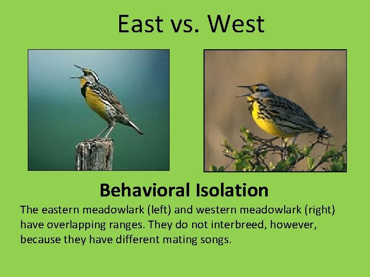 East vs. West Behavioral Isolation The eastern meadowlark (left) and western meadowlark (right) have East vs. West Behavioral Isolation The eastern meadowlark (left) and western meadowlark (right) have