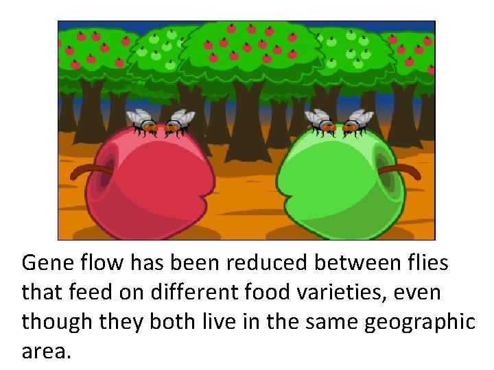 Gene flow has been reduced between flies that feed on different food varieties, even Gene flow has been reduced between flies that feed on different food varieties, even