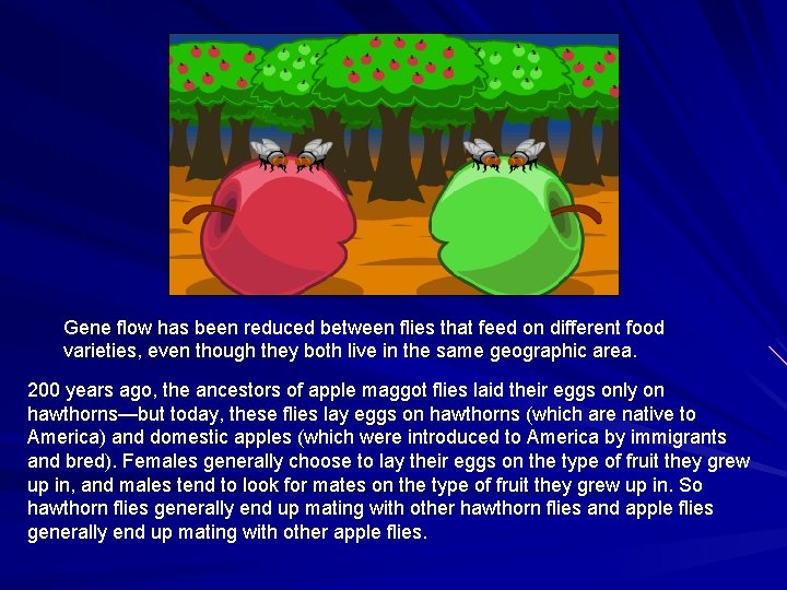 Gene flow has been reduced between flies that feed on different food varieties, even Gene flow has been reduced between flies that feed on different food varieties, even