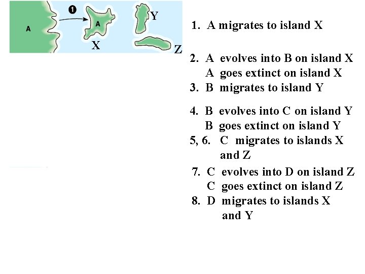 Y X 1. A migrates to island X Z Y X Y X 4. Y X 1. A migrates to island X Z Y X Y X 4.