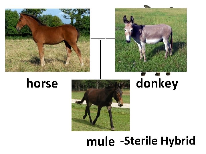 ______ horse donkey ? mule -Sterile Hybrid ______ horse donkey ? mule -Sterile Hybrid