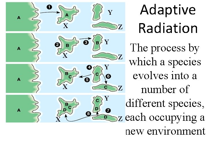 Y X Z Y X Y X Adaptive Radiation The process by Z which Y X Z Y X Y X Adaptive Radiation The process by Z which