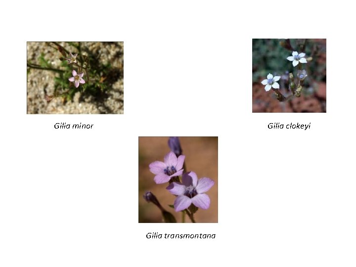 Gilia minor Gilia clokeyi Gilia transmontana Gilia minor Gilia clokeyi Gilia transmontana