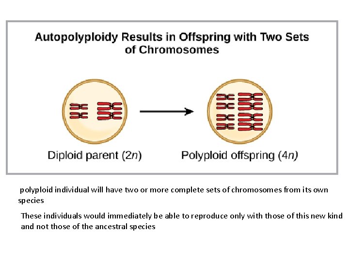 polyploid individual will have two or more complete sets of chromosomes from its own polyploid individual will have two or more complete sets of chromosomes from its own