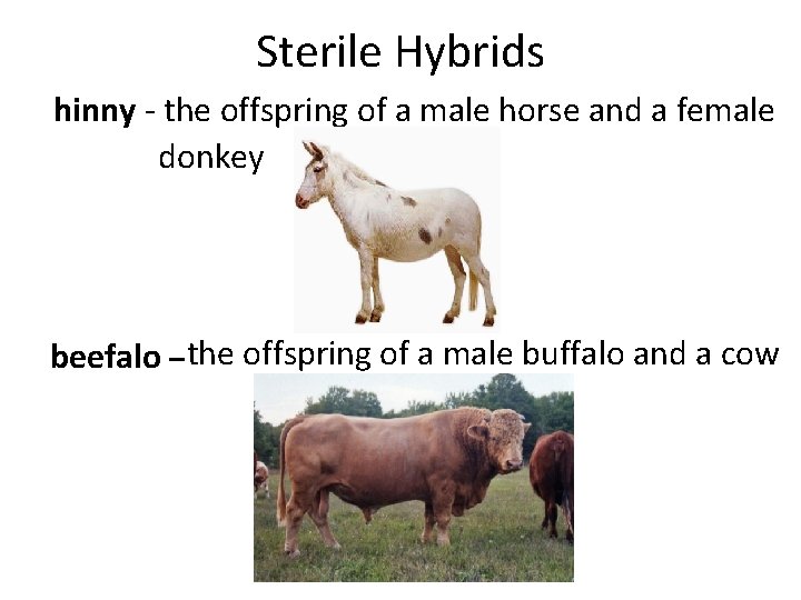 Sterile Hybrids hinny - the offspring of a male horse and a female donkey Sterile Hybrids hinny - the offspring of a male horse and a female donkey
